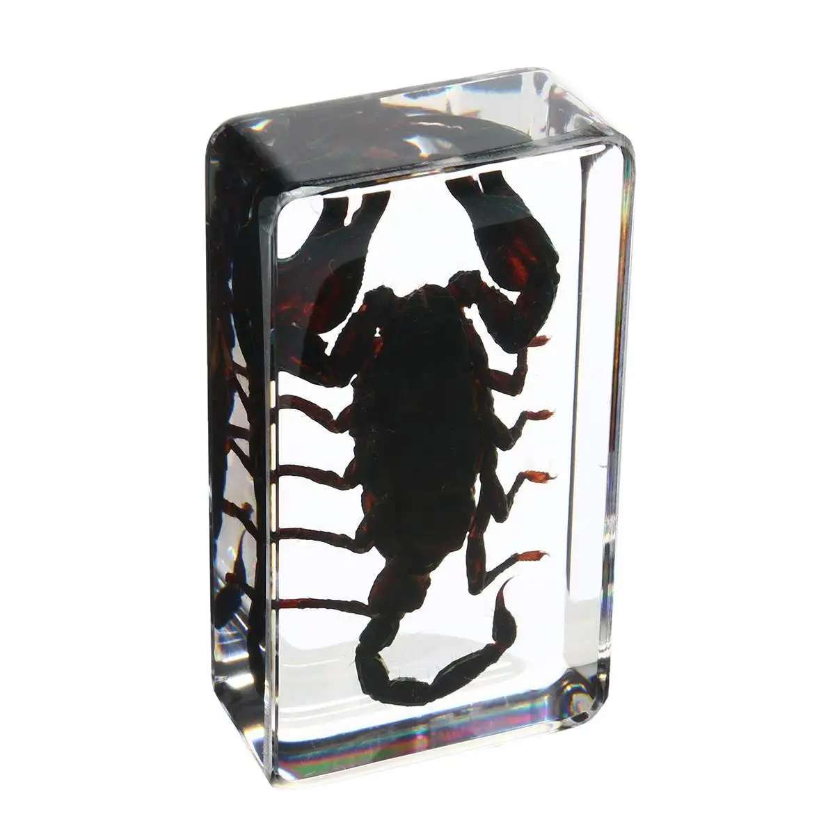 

Clear Lucite Insect Specimen Scorpions Rhinoceros Beetle Craft Sample Children School Educational Biological Collection Specimen