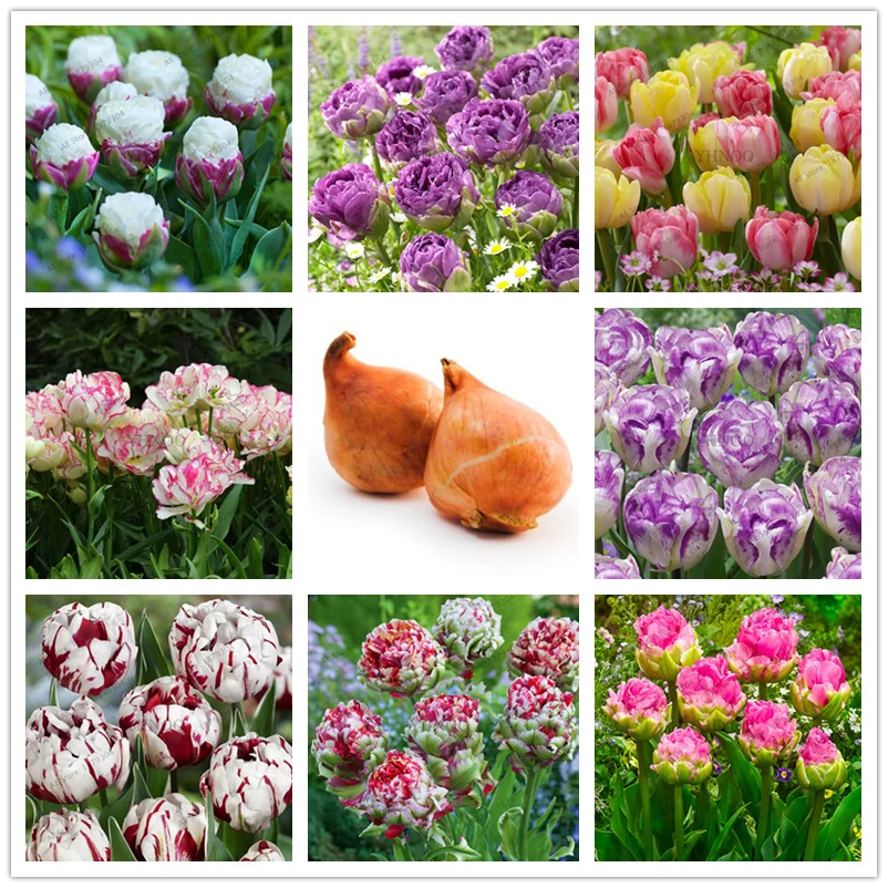 

5PCS/LOT double tulip bulbs(not tulip Plantas) flower bulbs real touch wedding flower bonsai plant for home garden