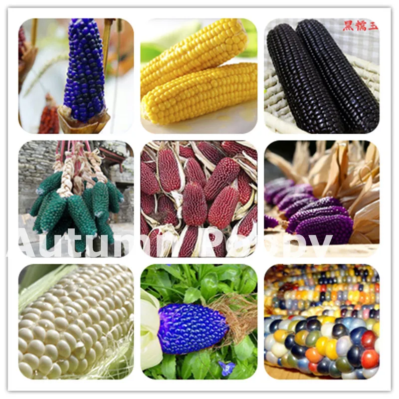 

20pcs Sweet Rainbow Corn Bonsai Grain Cereals High-Quality Fruit Vegetables Plants For Home & Garden Easy To Grow Free Shipping