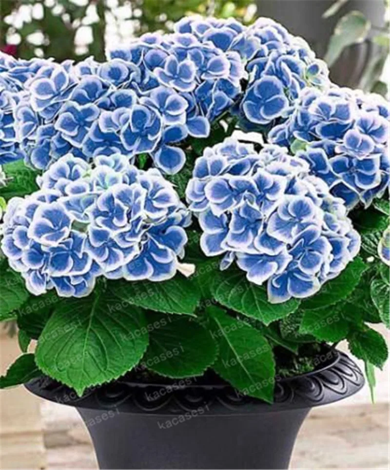 20pcs/pack Hydrangea Paniculata vanilla Fraise Strawberry Hydrangea bonsai Bonsai Flower bonsai Potted Plant For Home Garden Pla 20pcs/pack Hydrangea Paniculata vanilla Fraise Strawberry Hydrangea bonsai Bonsai Flower bonsai Potted Plant For Home Garden Pla