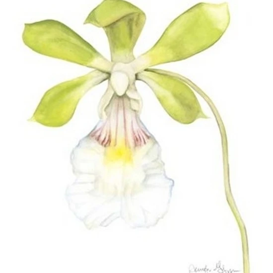 Small Orchid Beauty I (U) Poster Print by Jennifer Goldberger (10 x 13)