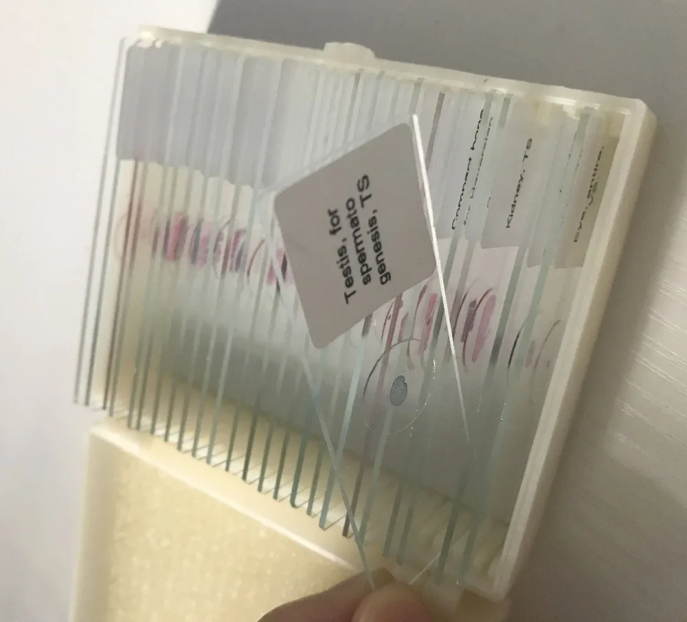 histology prepared slides (9)