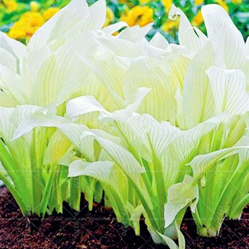 

100Pcs Hosta flower bonsai Hosta plantaginea flowers Perennial indoor potted plants for home garden decoration kwiaty ogrodowe