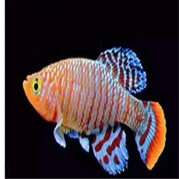 

100Pcs A Set Nothobranchius rubripinnis