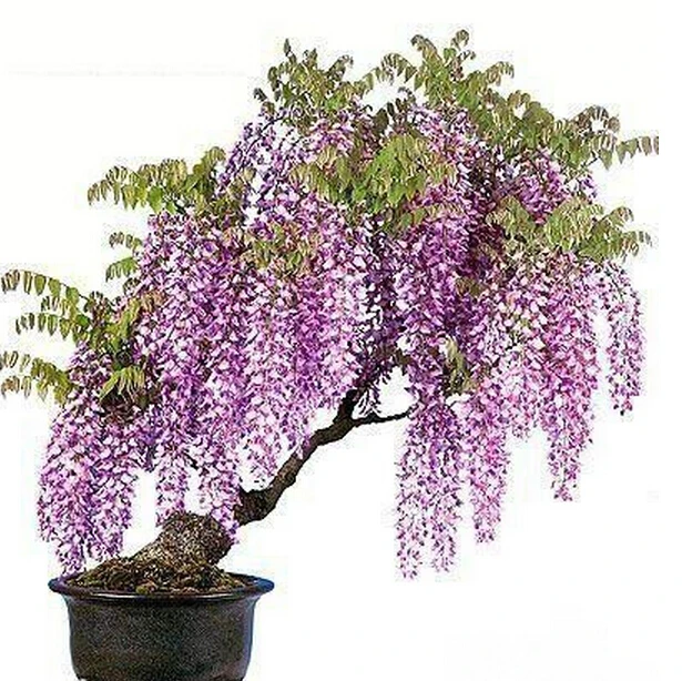 Wisteria Bonsai Seeds 10pcs Pure Bonsai
