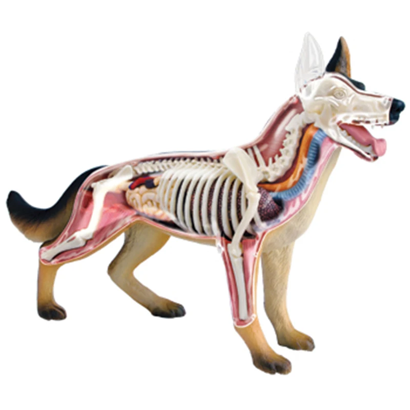 4D Master Dog Anatomical Model Toys Skeleton Model Bones Dimensional
