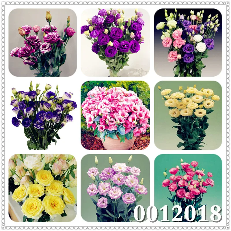 

Hot sale! 100 Pcs Purple Eustomas Flower Rare Perennial Flowering Eustoma Bonsai Flower Bonsai For Home Garden Potted plant