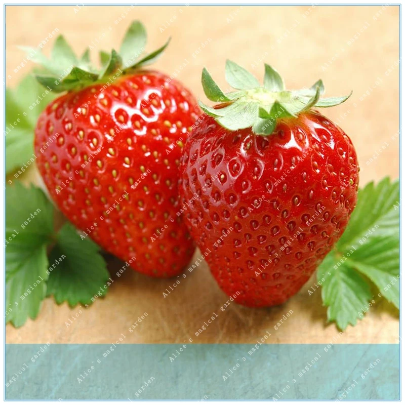 

ZLKING 200 pcs/bag Climbing Strawberry Strawberry Tree Organic Fruit Sweet Gaint Potted Plant Home Garden Bonsai