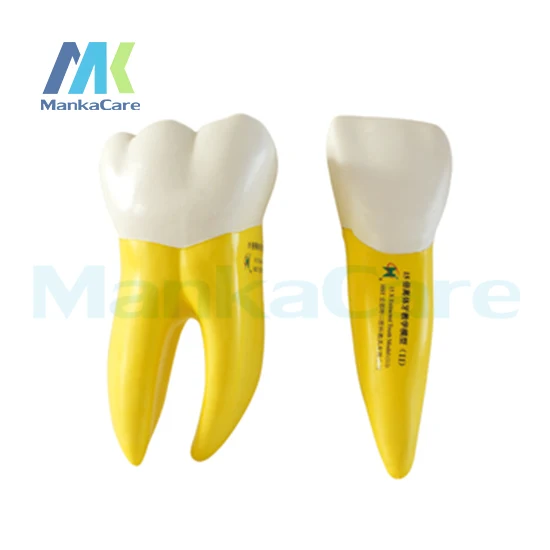 

Manka Care-модель мягких зубов, рассеянных в 15 раз, модель зубов для полости рта