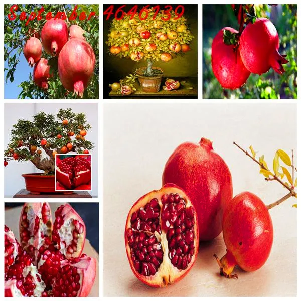 

50 pcs/ bag Black Pomegranate Rare Delicious Perennial Organic Fruit Tree Bonsai Potted Succulent Plant for Home Garden Decor
