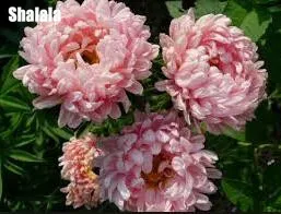 QQ20170310145359