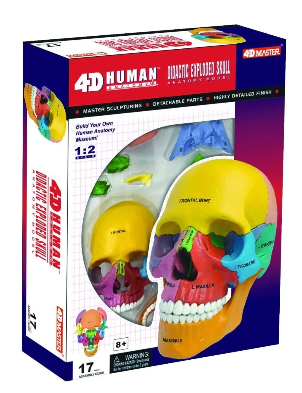 Tdoubeauty Anatomica骸骨4dビジョンdidactic爆発頭蓋骨モデル1 2 4dマスター送料無料 Master Master 2 Aliexpress