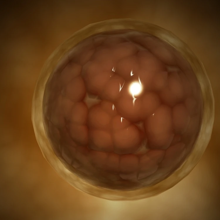Microscopic view of a blastula during pregnancy Poster Print (16 x 12)