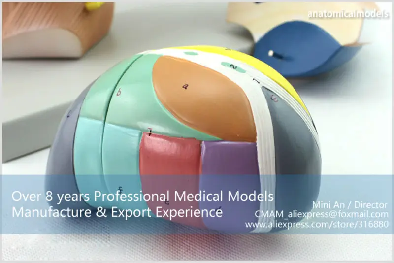 BRAIN13 CMAM MODEL Brain Diencephalon Thalamus Medical Model 3