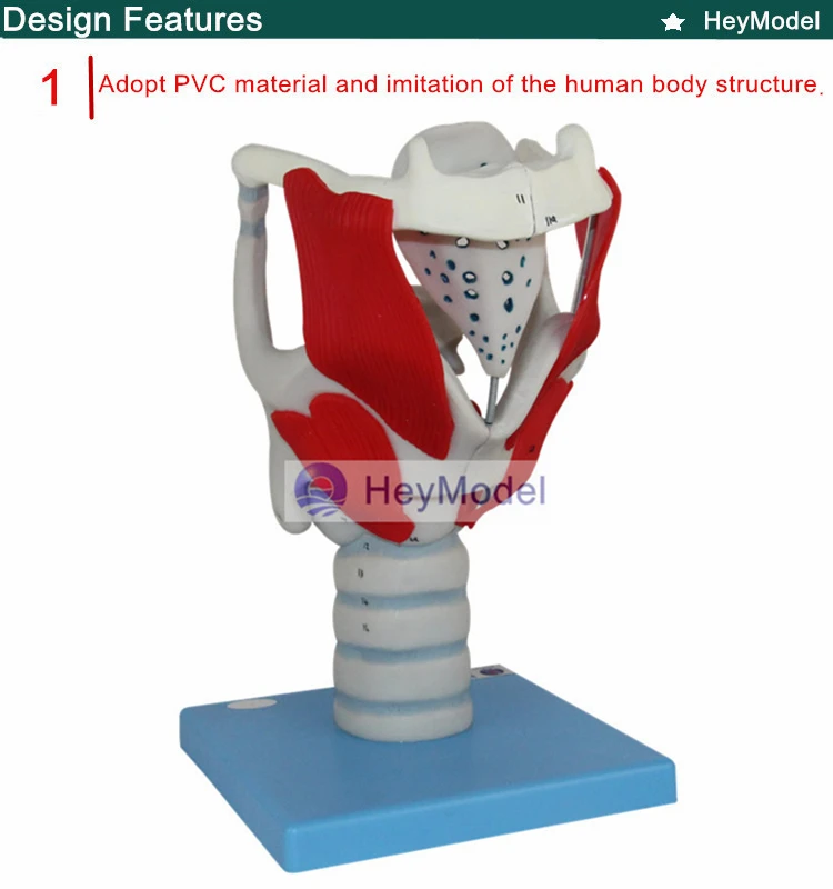 Heymodel гортани структура и функции усиления модель