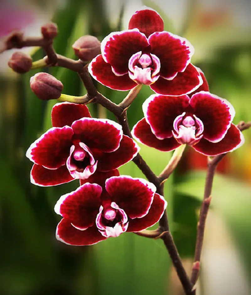 5D DIY Diamond Embroidery flower Diy Diamond Painting round Drill