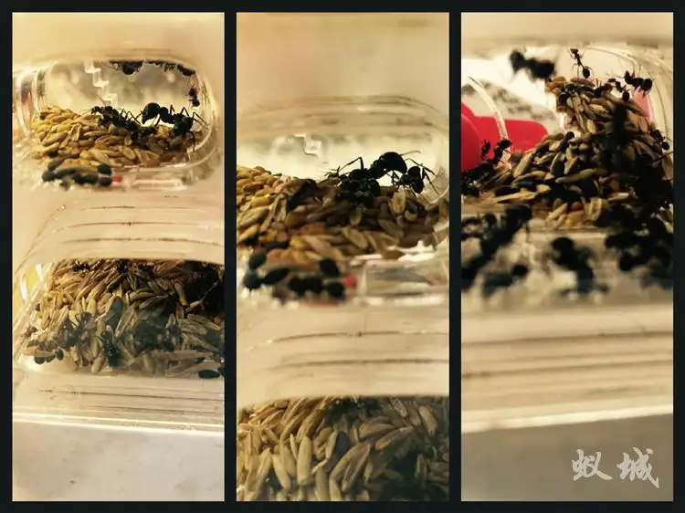 1 шт. Муравьиное гнездо акриловое для цеха Рождественский подарок на день