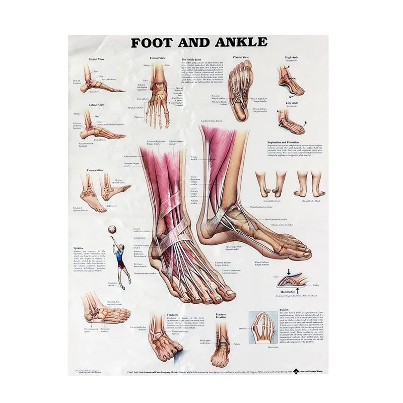 Buy Foot And Ankle Poster Anatomical Muscular And