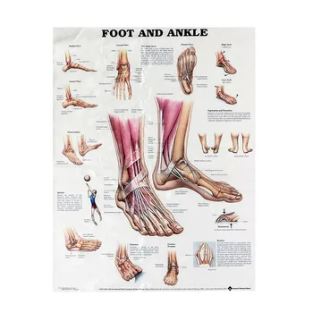 

Foot And Ankle Poster Anatomical Muscular And Skeletal Chart For Human Body Foot Massage Educational Teaching Training 80*60cm