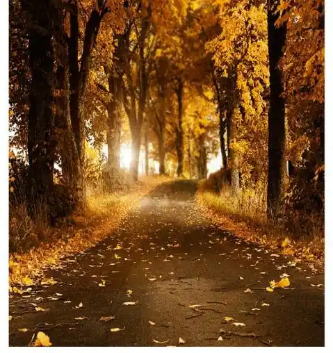 GoEoo 9x6ft Vinyl Backdrops for Photography Forest in Autumn Beautiful Fall Scene Background for Events Parties National Forest Park Wood Floor Tree Leaves Photo Backdrop Photo Studio Props
