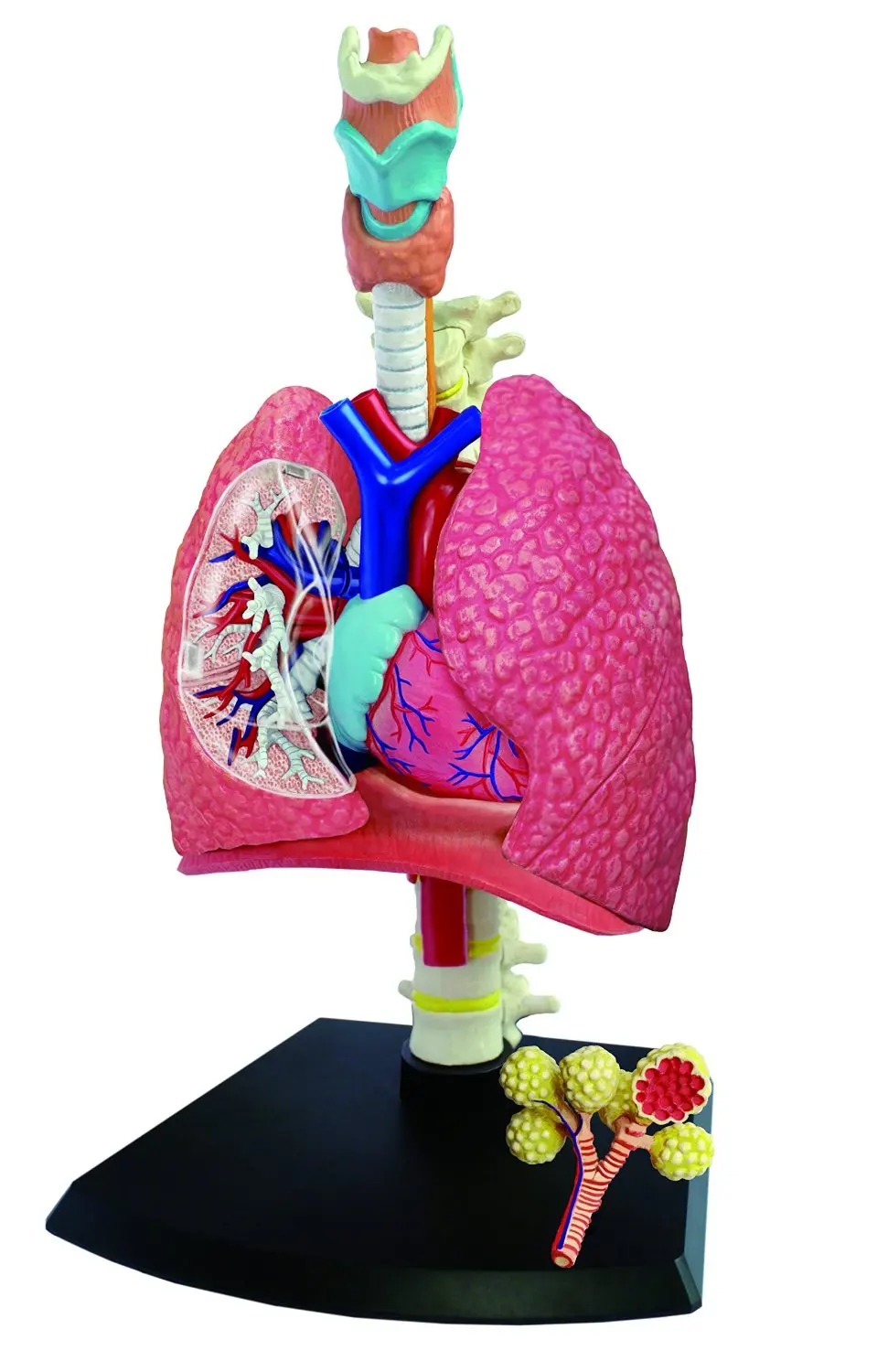 4D система дыхания 1:3 odontologia анатомический скелет человека череп|anatomical model|4d