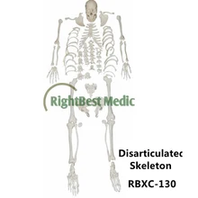 Human Life-size model Disarticulated skeleton with skull model Skeleton model hot sales vivid life size skull model