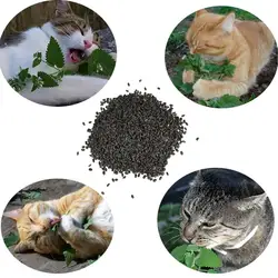 10 г Catnip семян около 3000 зерен для домашних кошек мяты ароматических комнатные растения котенок домашний сад бонсай семена