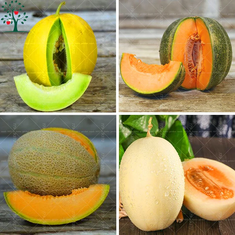 Fresh seeds 50PCS Super Sweet Melon Seeds Hami melon Seeds Organic