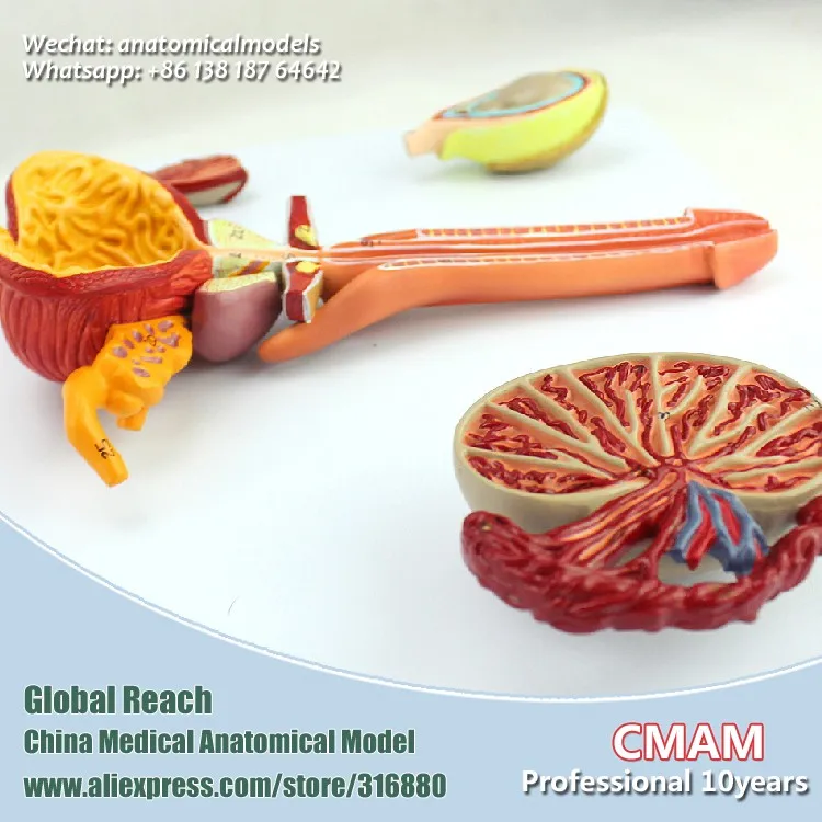 CMAM/12471 Мужская репродуктивная система, мочеполовое медицинское обучение анатомическая модель