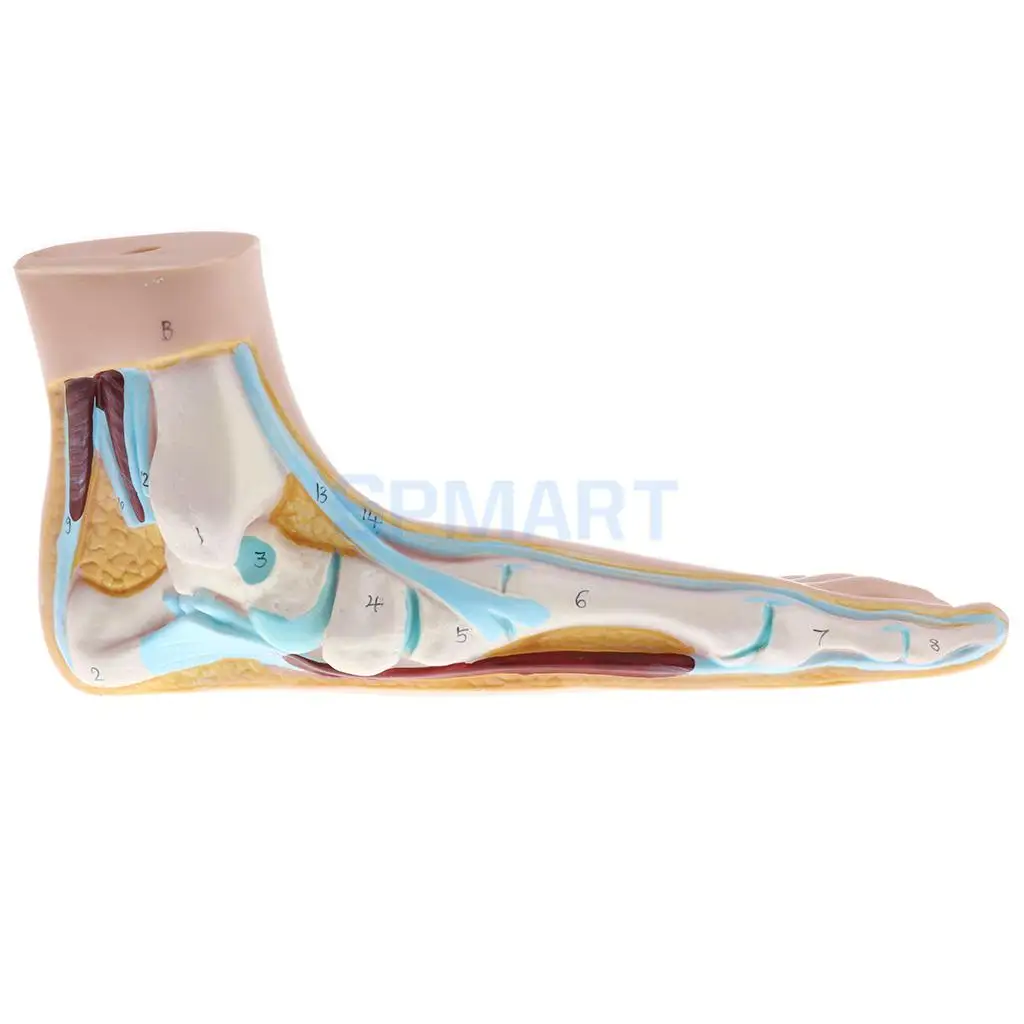 1:1 Lifesize Set of 3 Pieces Human Normal Flat Arched Foot Anatomical Model Lab Equipment