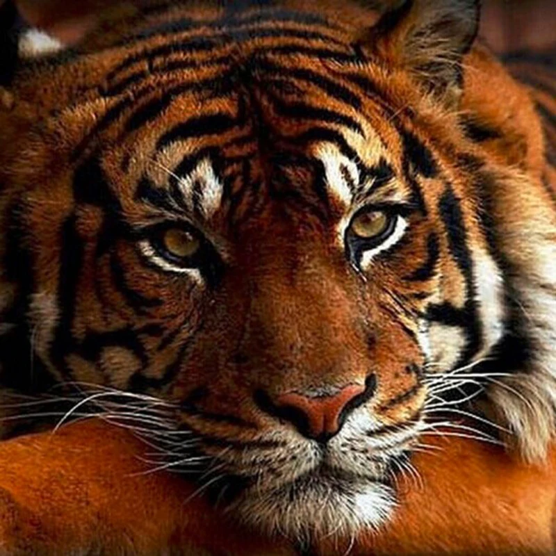 

Handmade Needlework Diy Diamond Painting Kit Diamond Embroidery Plant Full Rhinestone Tiger Cross Stitch Diamond Painting KJ449