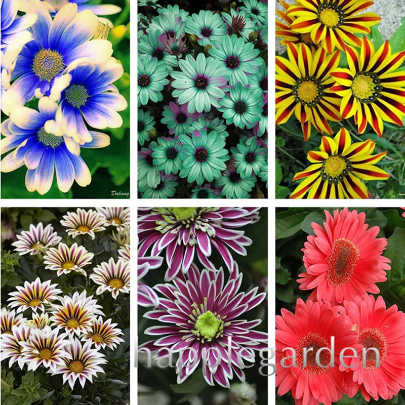 

Sale! 100Pcs/bag Gerbera Daisy bonsai New Hybrids, Mixed Flower Pot Bonsai Plants Easy To Grow For Jardin, Garden Flowers plants