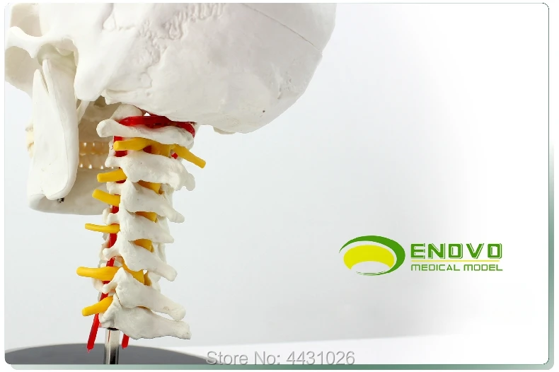 ENOVO черепно модель черепа с человека. череп и череп модель в отдел ортопедии