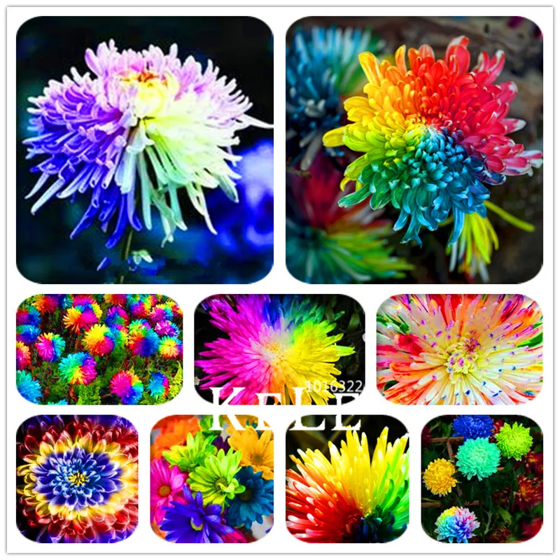 

Big Promotion! 100 Pcs/Bag Rainbow Chrysanthemum Flower Bonsai rare color new arrival DIY Home Garden flower plant