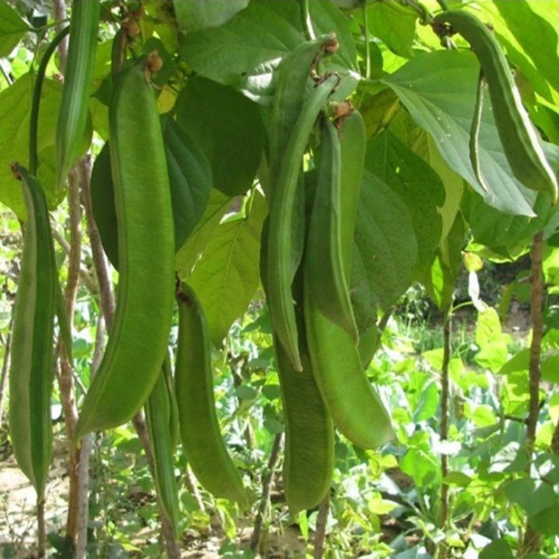 6pcs Brazilian beans seeds Brazil Sword Bean Knife Bean Vegetable Seeds