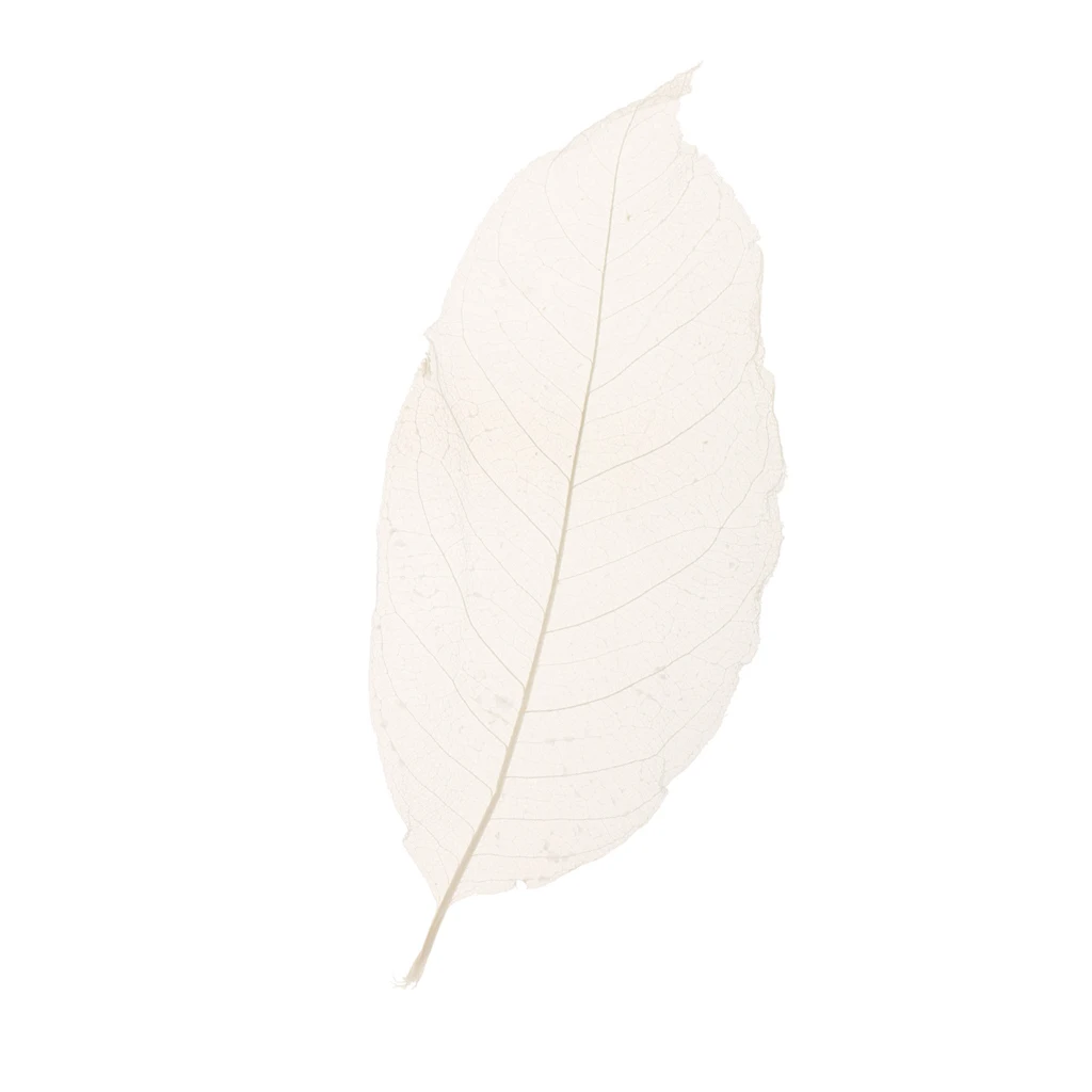 50 Pieces 5-6 inch Natural Skeleton Magnolia Leaves Craft Topper Decoration White for Making Soap DIY Supplies Embellishments