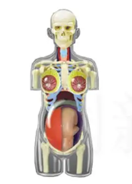 4D головоломка собранная игрушка человеческое тело 1:6 беременность орган анатомическая модель