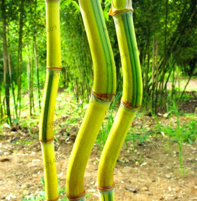 Новое поступление! Phyllostachys Aureosulcata домашнее садовое растение бонсай садовое Дерево Бамбук Флорес домашнее садовое растение свежий зеленый бамбук 2