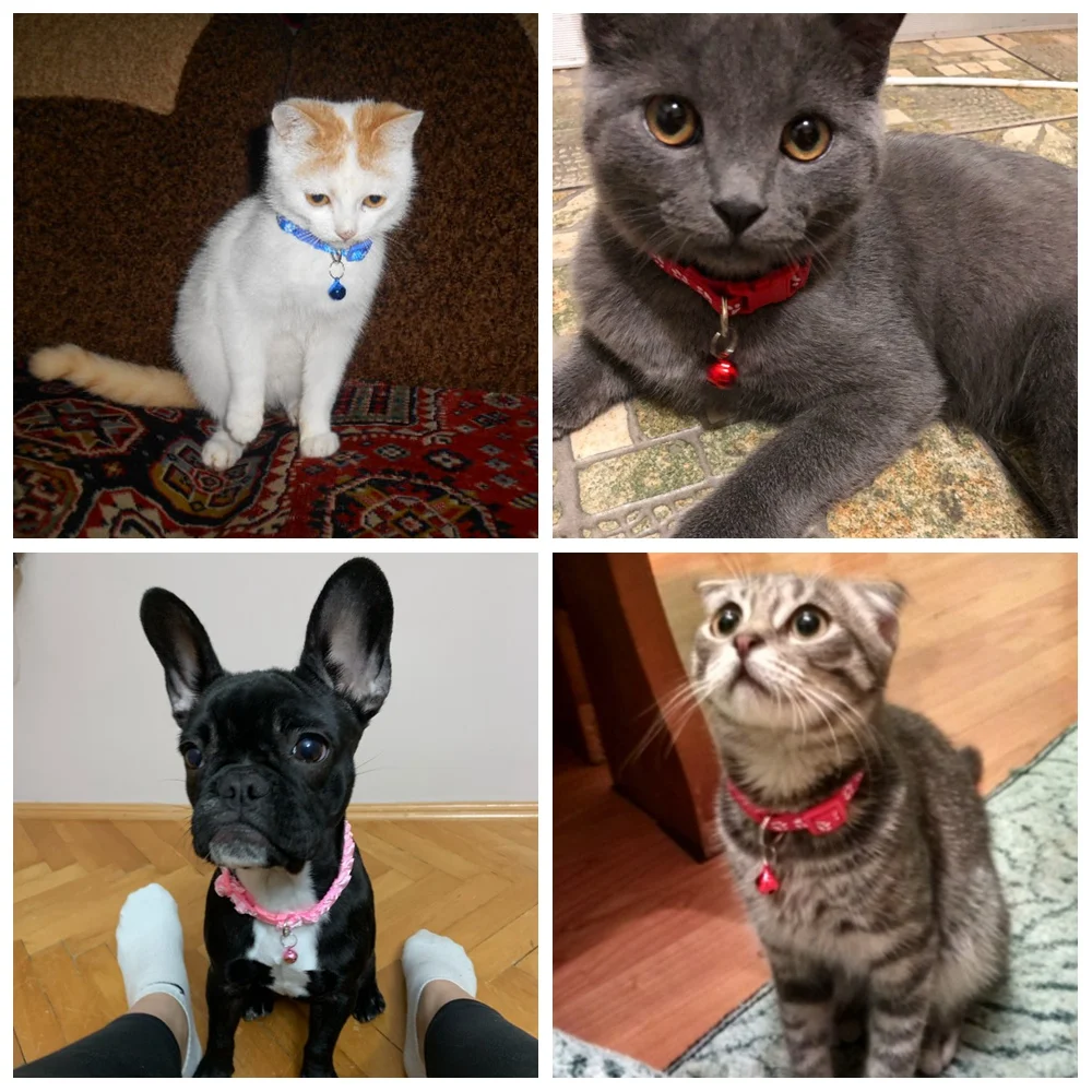 Cat Collar With Bell Safety Collar For Cats Small Dogs Chihuahua Puppy Collar Cat Leash Breakaway Cat Collars Leads Pet Products Cat Collar With Bell Safety Collar For Cats Small Dogs Chihuahua Puppy Collar Cat Leash Breakaway Cat Collars Leads Pet Products