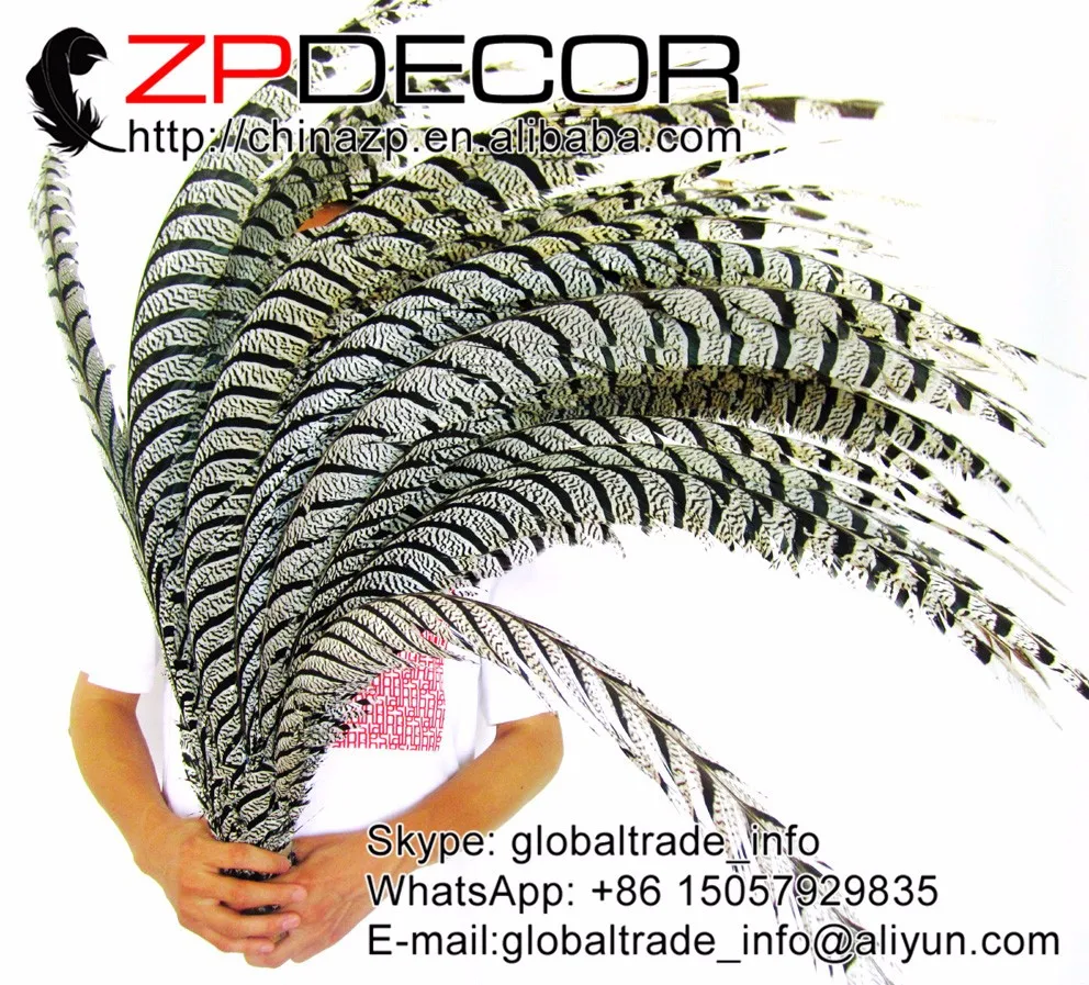 Natural ZEBRA Lady Amherst Pheasant Tail Feathers (19)