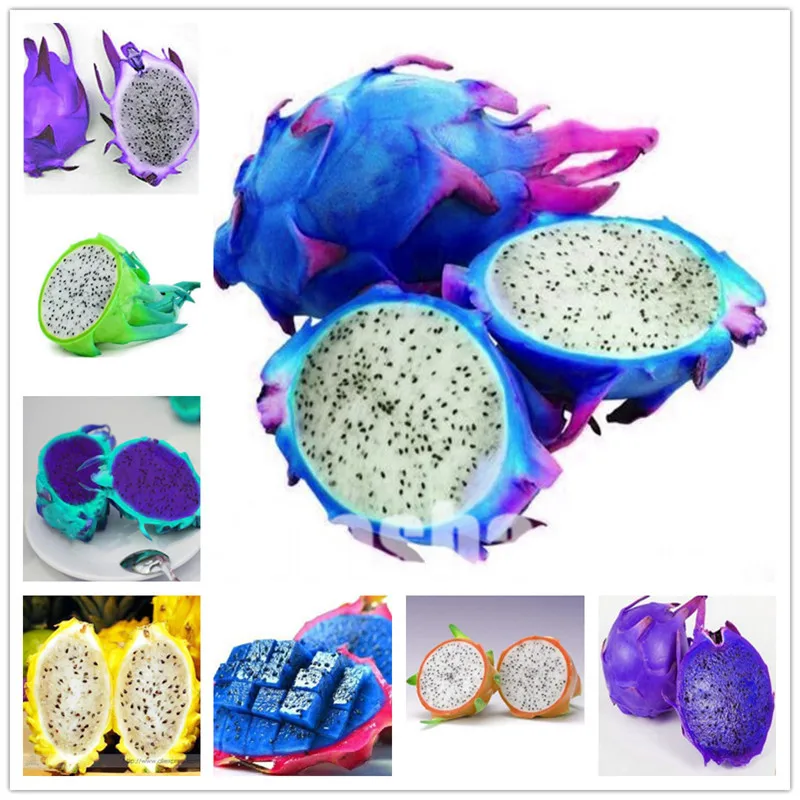 

200 pcs 100% Real Dragon fruit plants white and red Pitaya bonsai for home garden Non-GMO fruit tree bonsai or potted plants