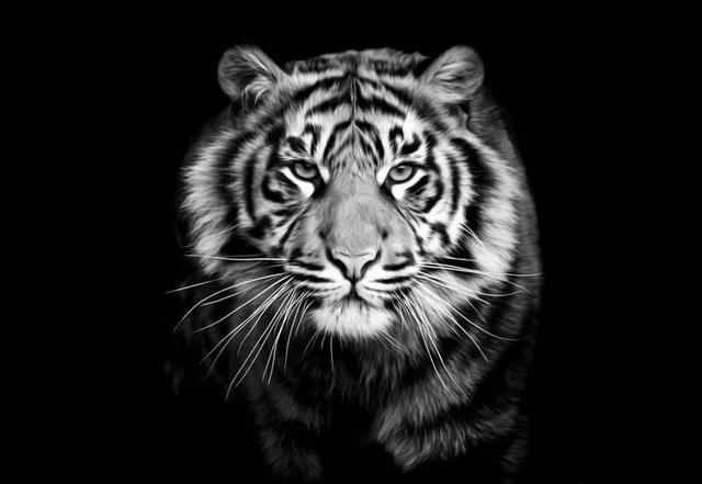 Modern Decor Art Wall Predator Tiger Black And White 