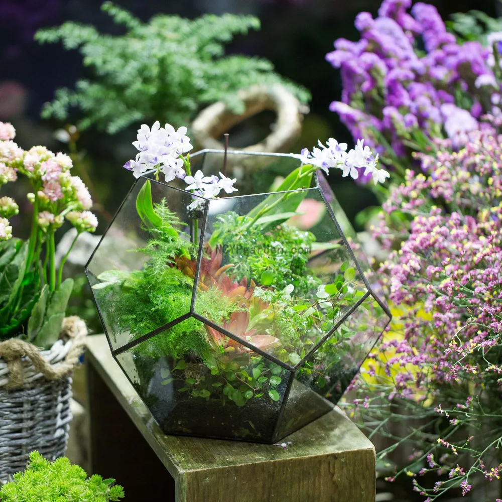 

Modern Pentagon Ball Clear Glass Geometric Terrarium Balcony Succulents Fern Moss Plants Flower Planter Pot Round Garden Bonsai