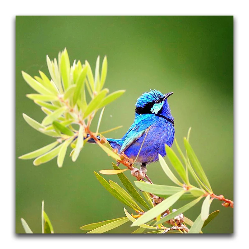 Full Square Diamond painting Blue Kingfisher DIY 3D Diamond mosaic bird Full Round Diamond embroidery Cross stitch animal