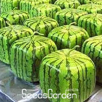 Hot Sale 50 Pieces Rare Simple Geometric Square Watermelons Bonsai Delicious Chinese Fruit Water Melon Garden W80aqp Aliexpress