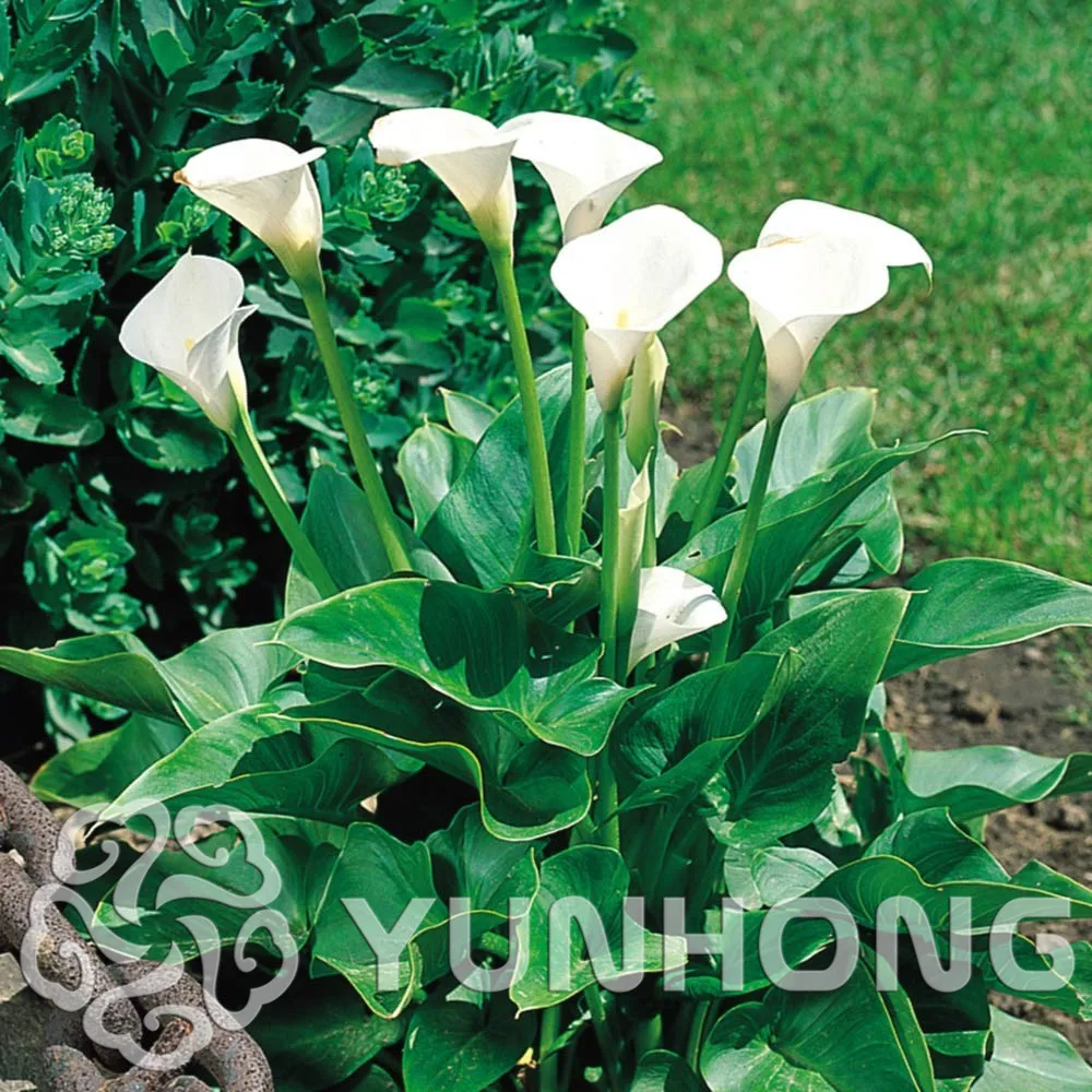 

Calla lily Bonsai(not calla lily bulbs),its balcony bonsai plant can absorb radiation, mixed colors Bonsai- 100 pcs / lot