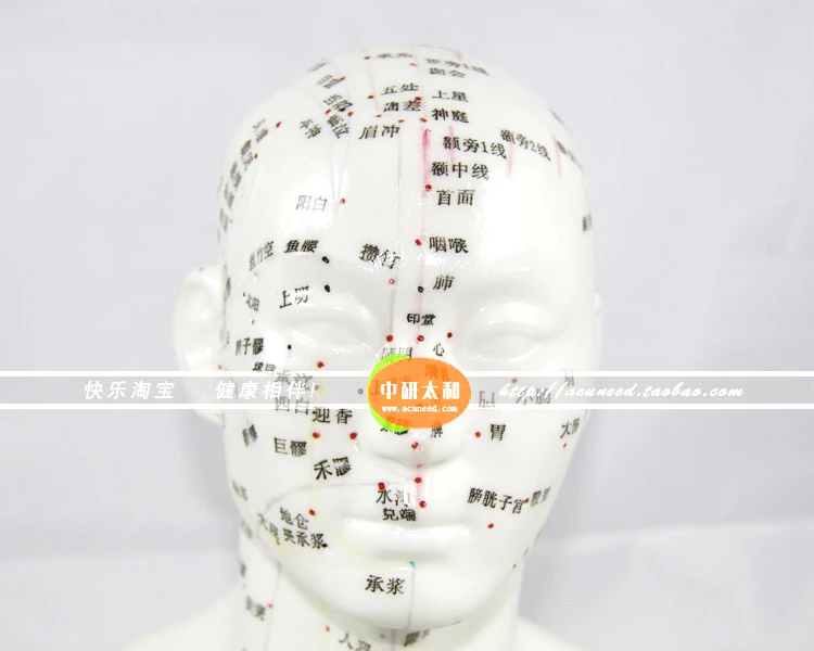 Китайская голова Акупунктура модель головы модель точечной акупунктуры он человеческая голова модель точечной акупунктуры голова