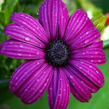 buy purple sunflower painting