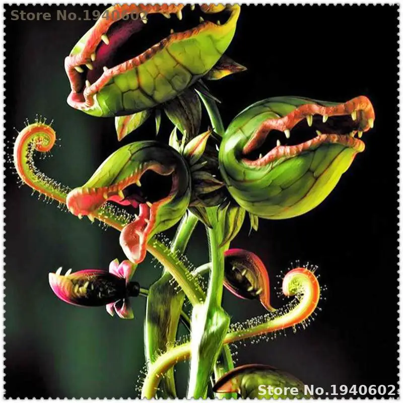 100 pcs Potted Insectivorous Plant bonsai Dionaea Muscipula Giant Clip Venus Flytrap bonsai For Home Garden Free Shipping 100 pcs Potted Insectivorous Plant bonsai Dionaea Muscipula Giant Clip Venus Flytrap bonsai For Home Garden Free Shipping