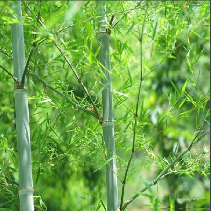 20pcs  MOSO BAMBOO HUGE MAO BAMBOO- bonsais - Phyllostachys pubescens / edulis - Moso Hardy Bamboo